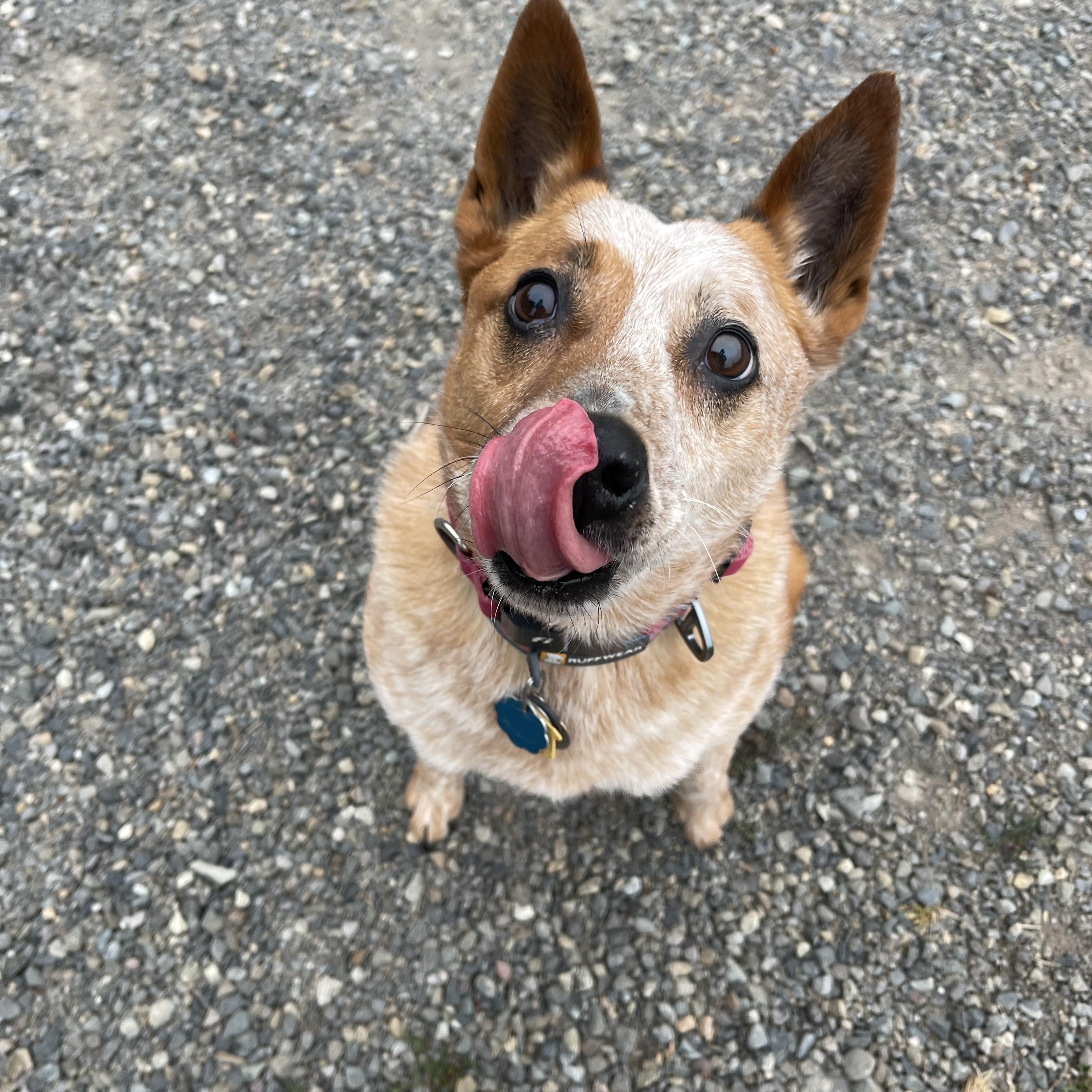 Enlarge Freddie, a Adoptable mixed breed in Oakville, WA image 5/6