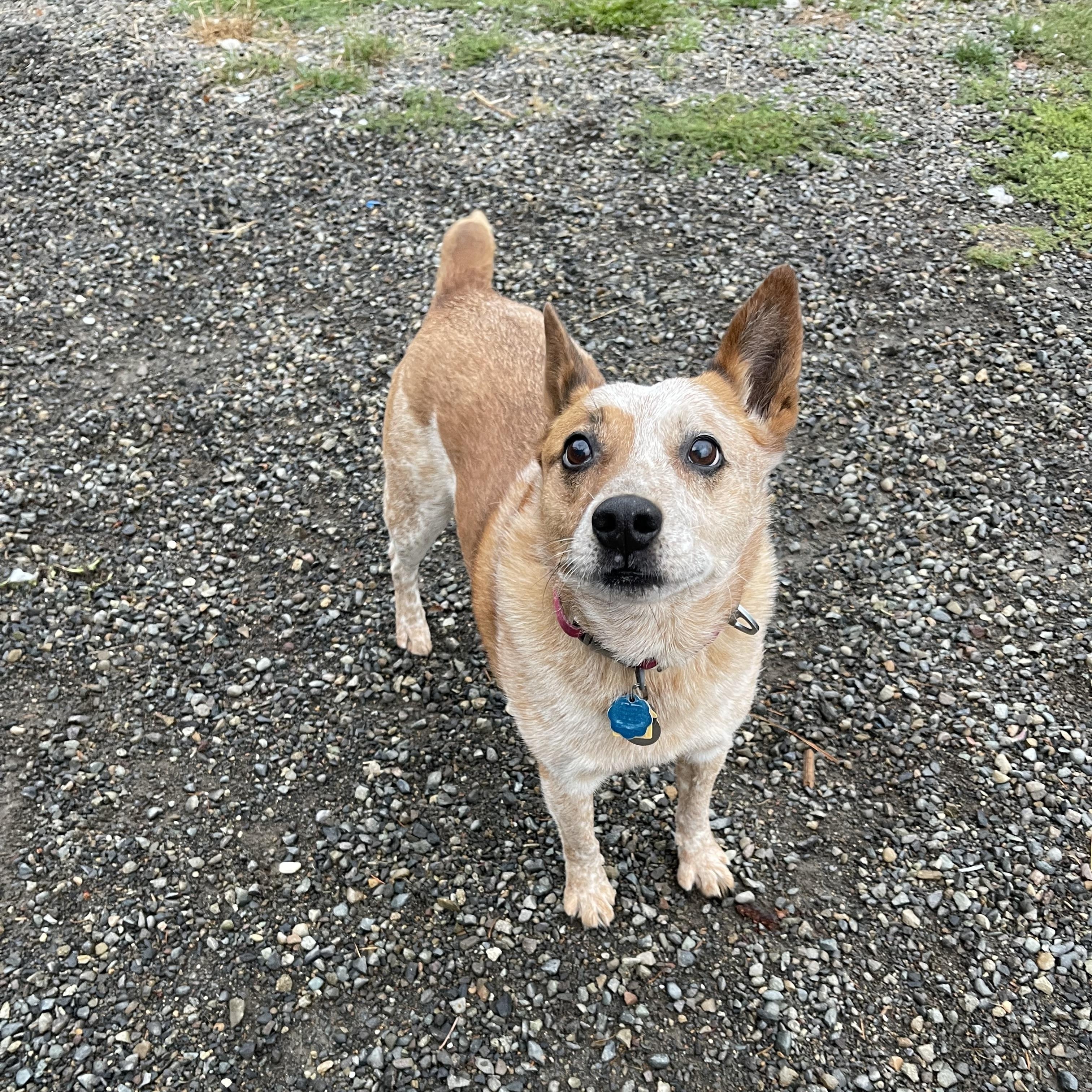 Enlarge Freddie, a Adoptable mixed breed in Oakville, WA image 2/6