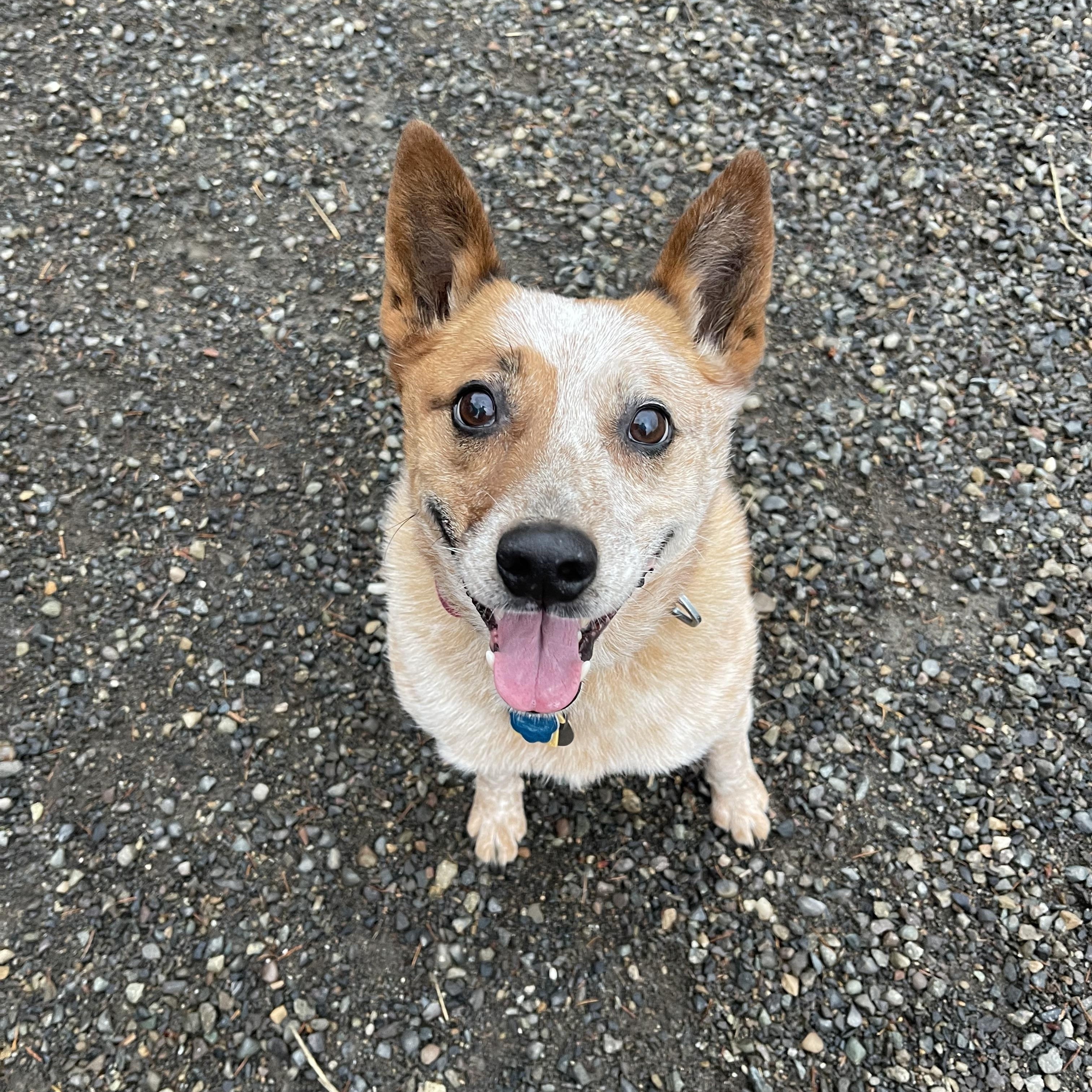 Freddie, Adoptable, Senior Male Australian Cattle Dog / Blue Heeler.