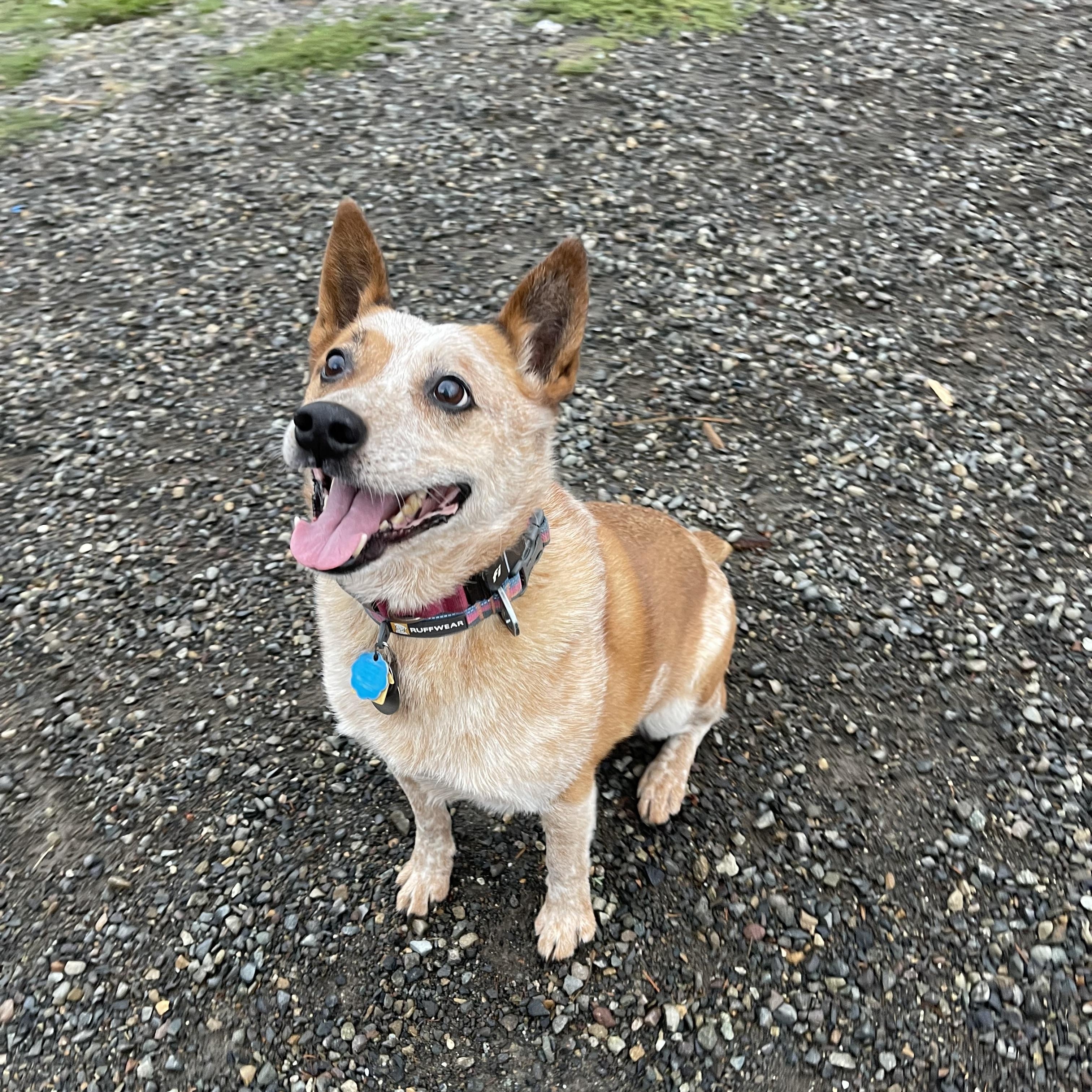 Enlarge Freddie, a Adoptable mixed breed in Oakville, WA image 3/6