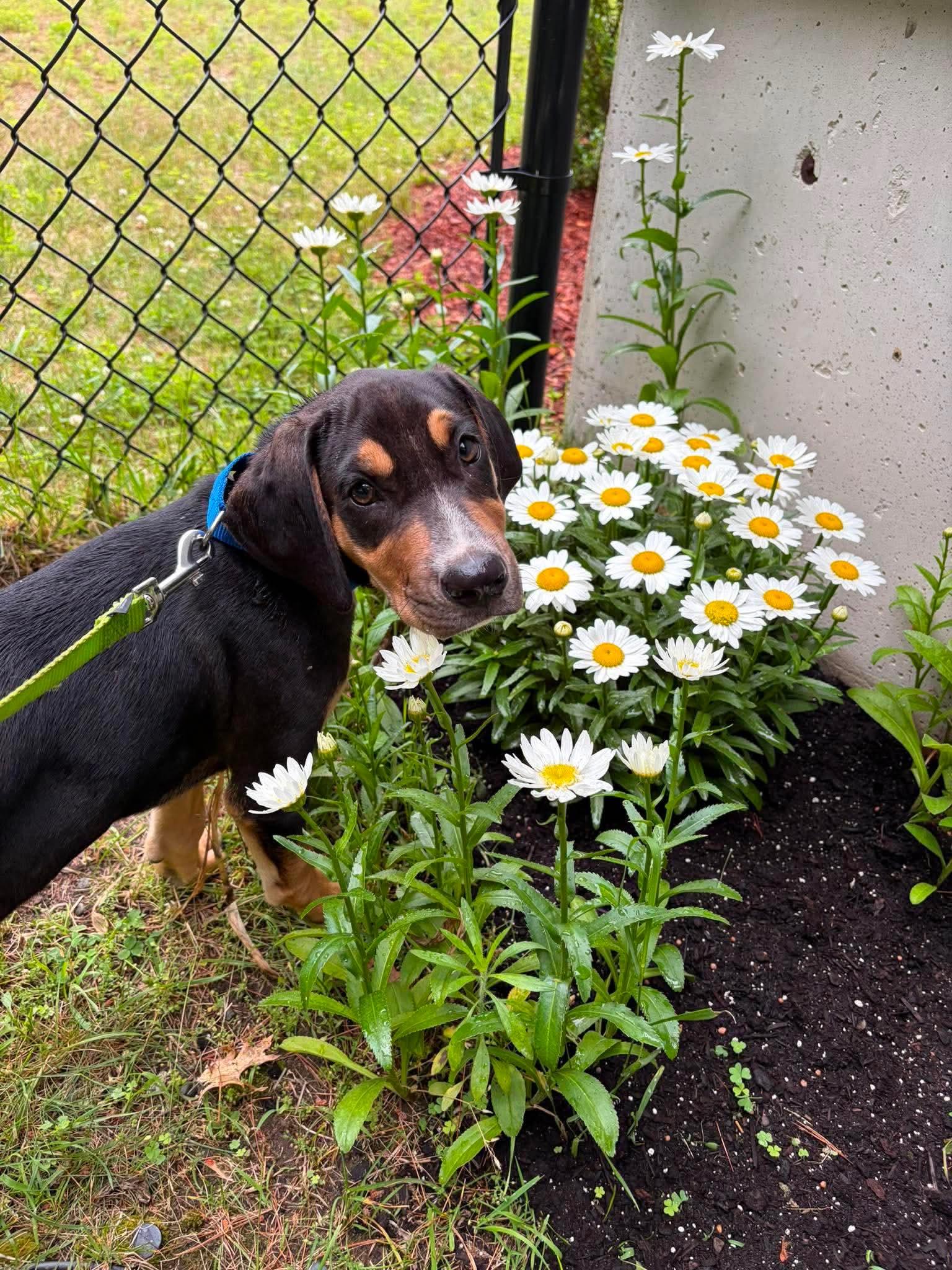 Corinth, adopted, Puppy Male Black Labrador Retriever & Hound.