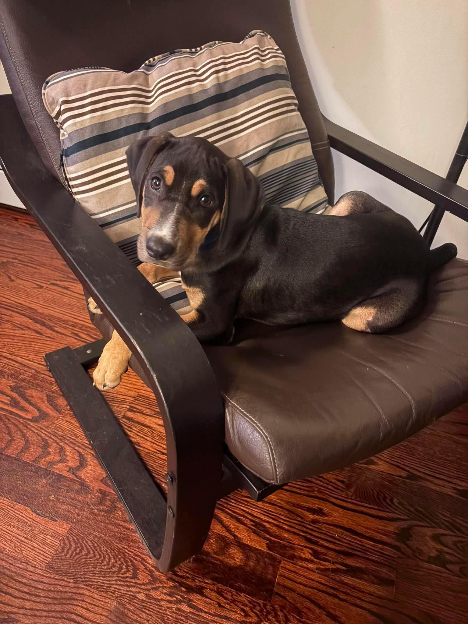 Corinth, an adopted mixed breed in Billerica, MA image 5/6