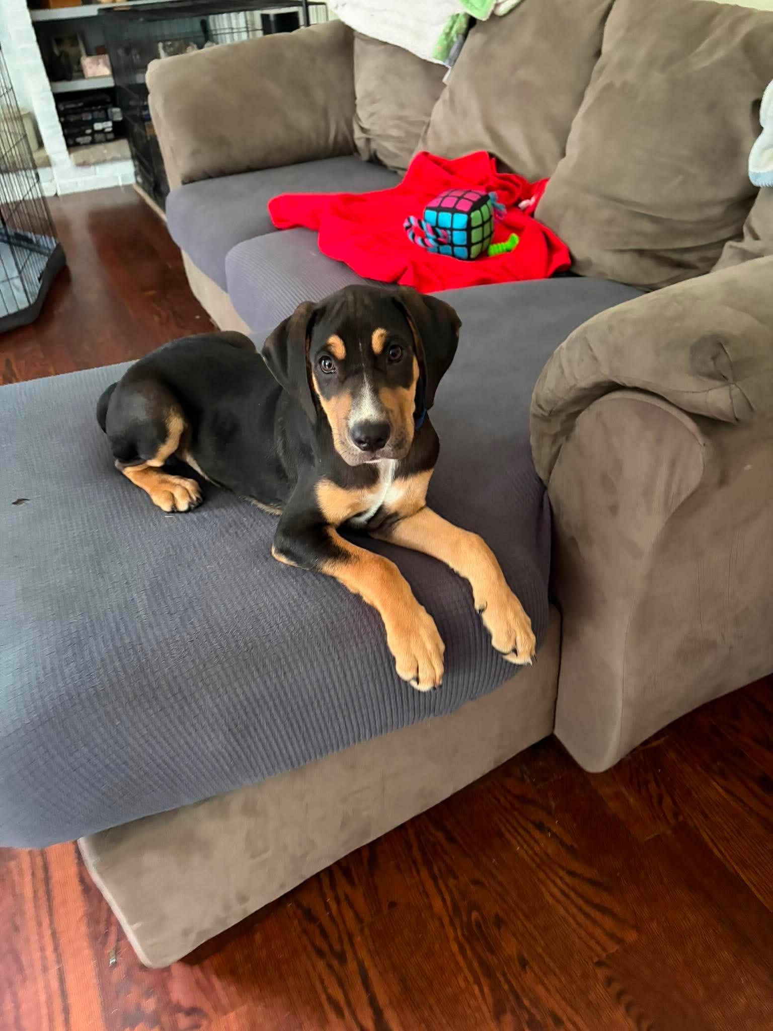 Corinth, an adopted mixed breed in Billerica, MA image 3/6