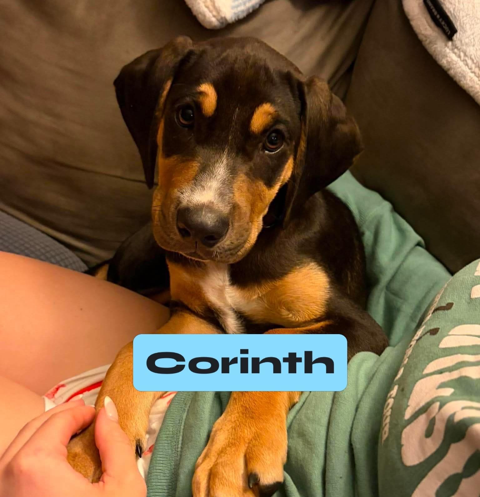 Corinth, an adopted mixed breed in Billerica, MA image 6/6
