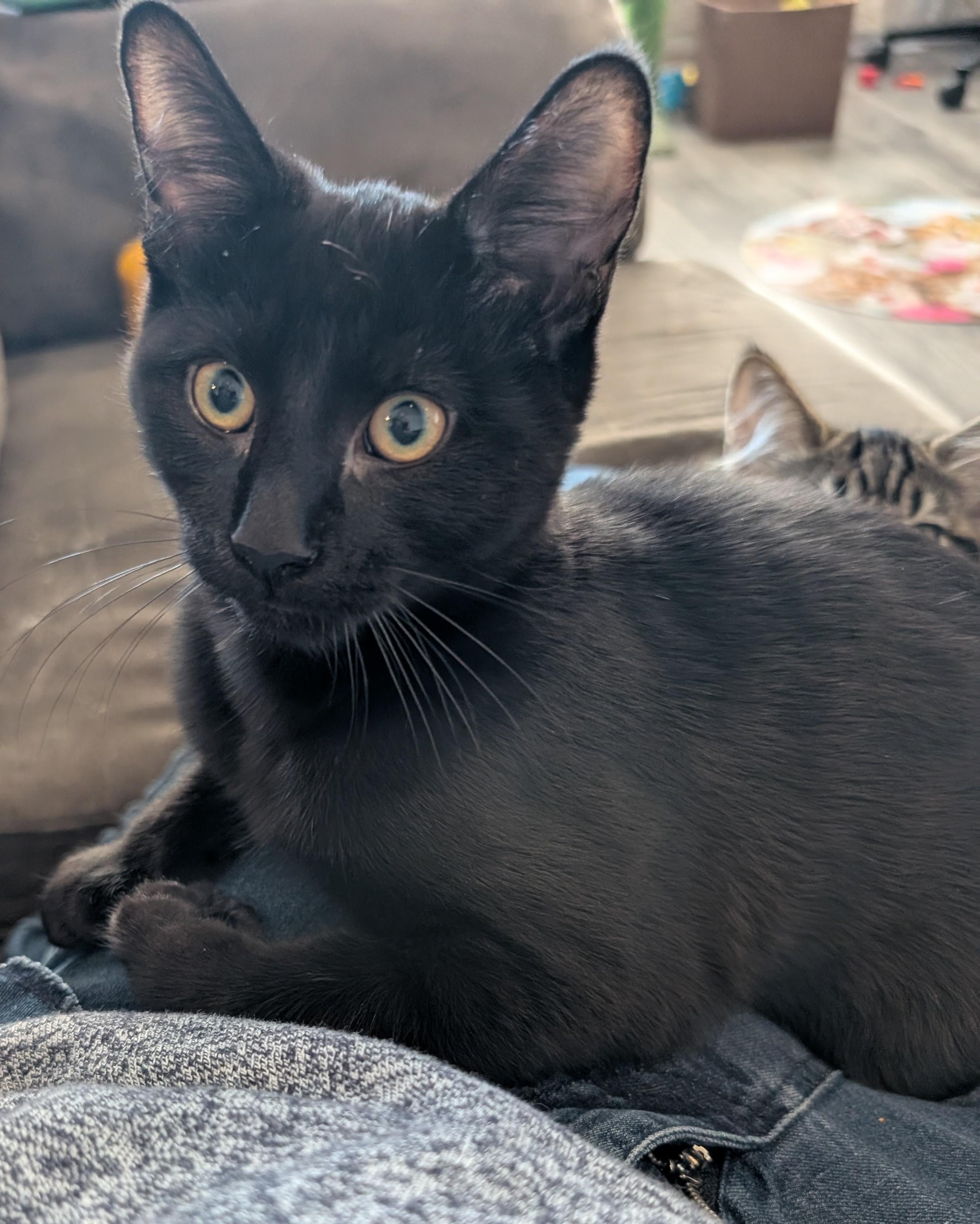 Kai, ADOPTABLE, Young Male Domestic Short Hair.