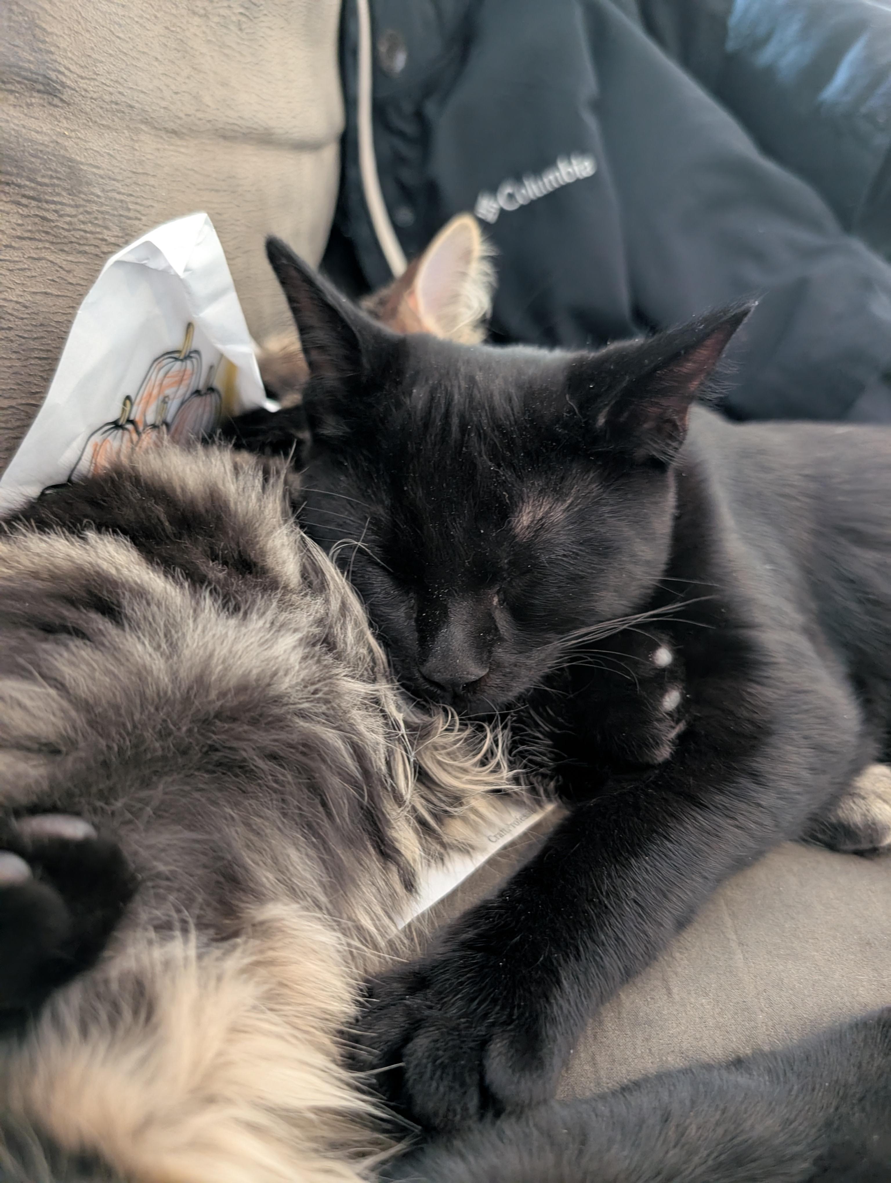 Enlarge Kai, an adopted Domestic Short Hair in Cambridge, ON image 2/3