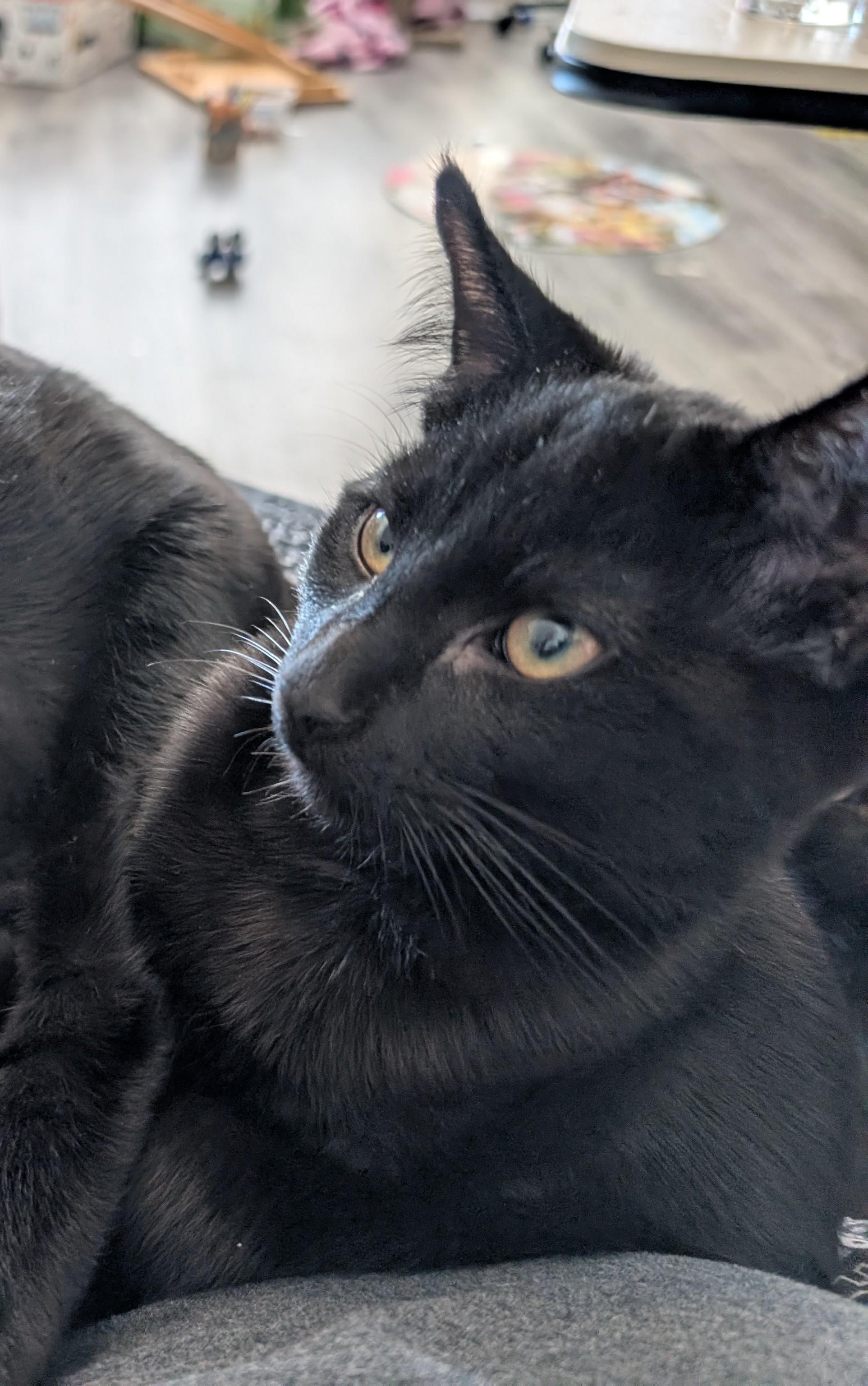 Enlarge Kai, an adopted Domestic Short Hair in Cambridge, ON image 3/3