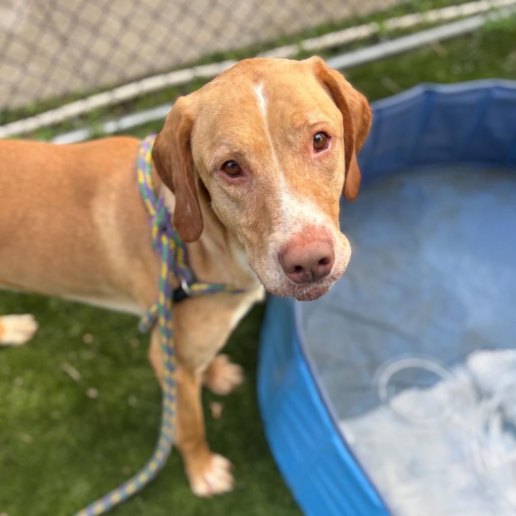 Enlarge Bay Bee, a Adoptable Mixed Breed in Davenport, IA image 1/6