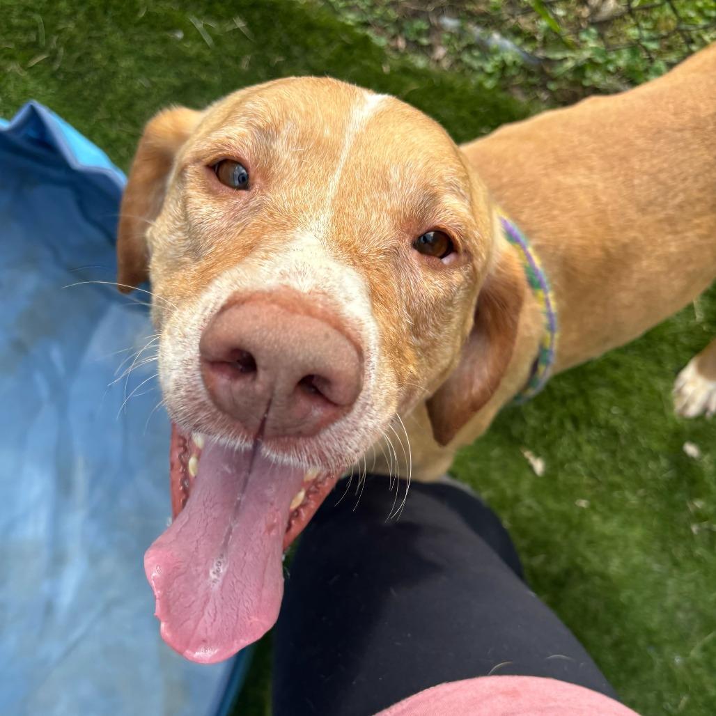 Enlarge Bay Bee, a Adoptable Mixed Breed in Davenport, IA image 2/6