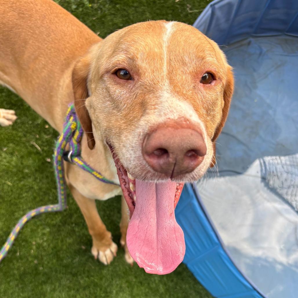 Enlarge Bay Bee, a Adoptable Mixed Breed in Davenport, IA image 3/6