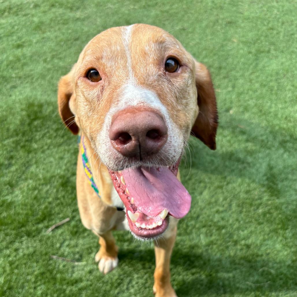 Enlarge Bay Bee, a Adoptable Mixed Breed in Davenport, IA image 4/6