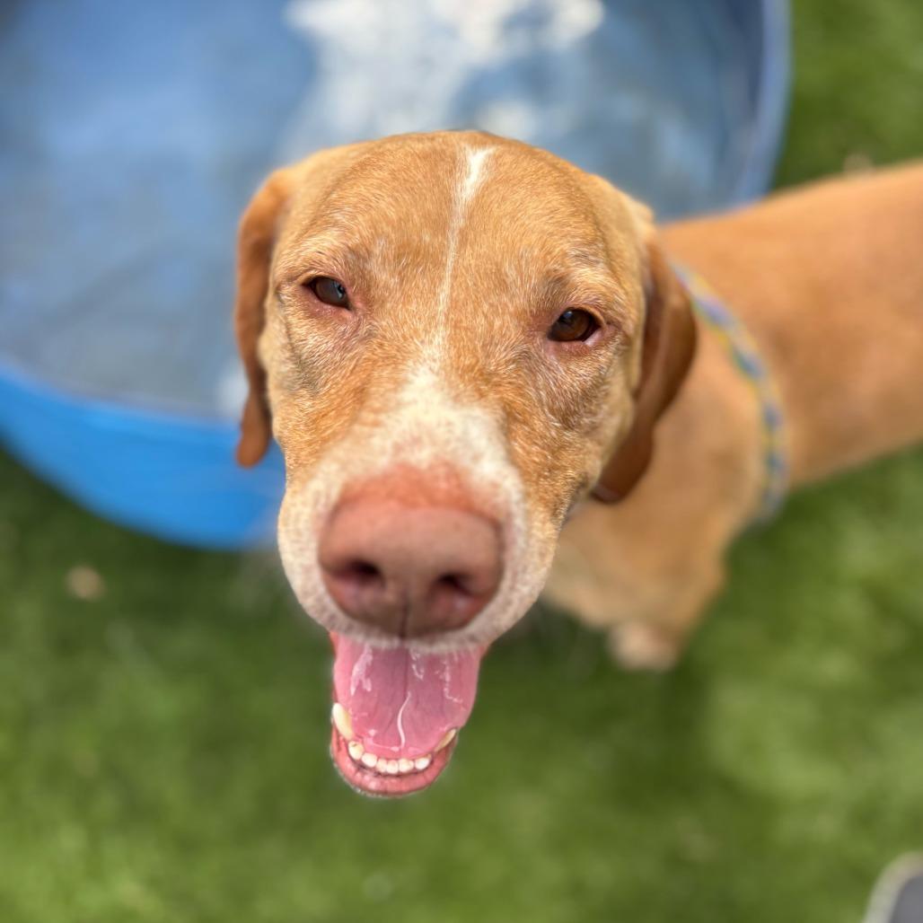 Enlarge Bay Bee, a Adoptable Mixed Breed in Davenport, IA image 5/6