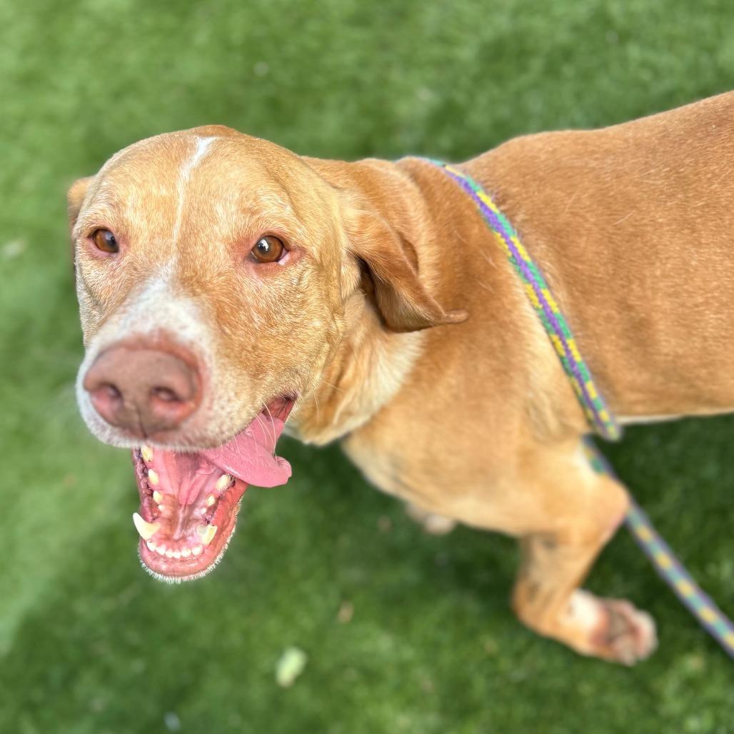 Enlarge Bay Bee, a Adoptable Mixed Breed in Davenport, IA image 6/6