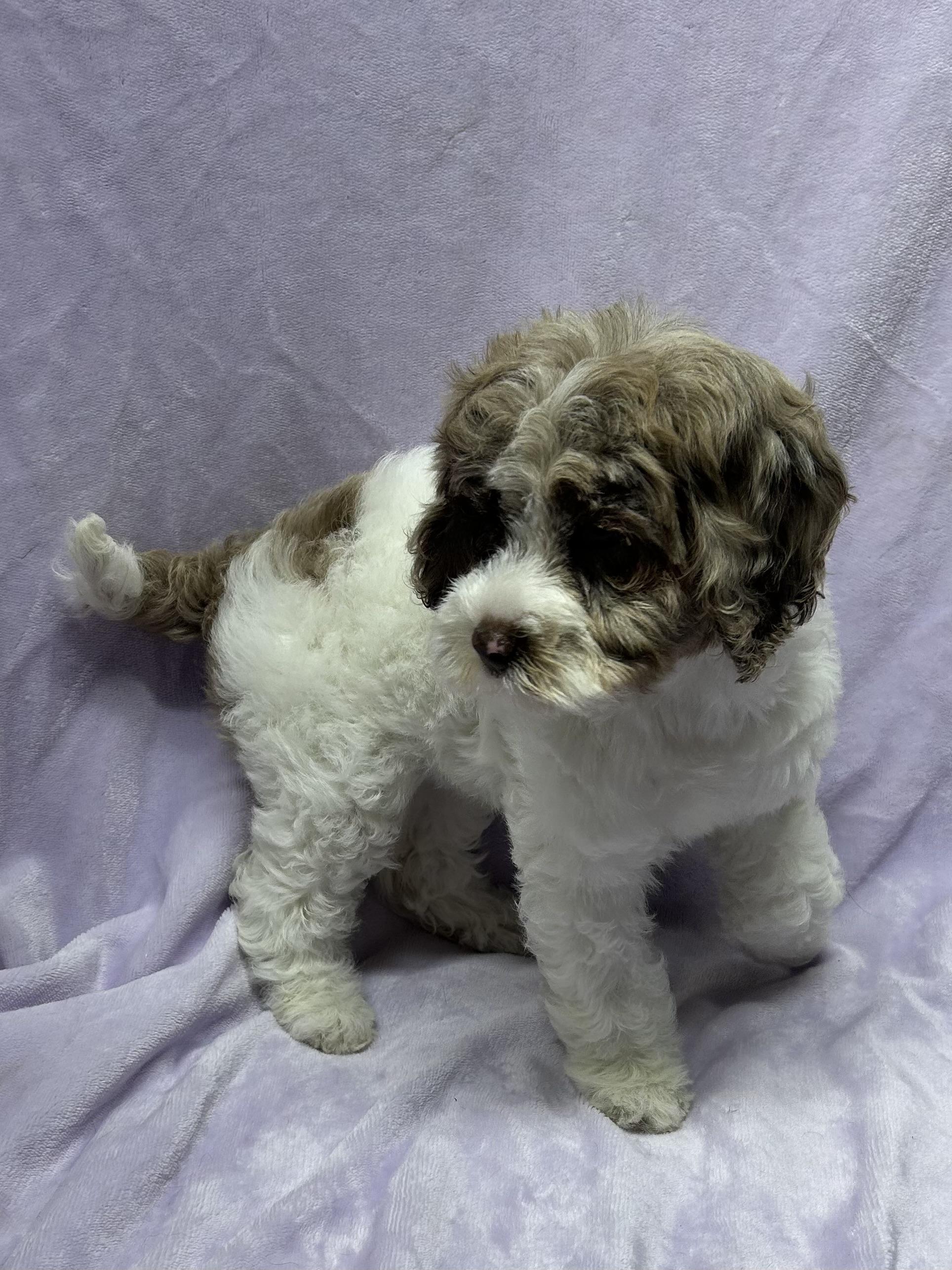 Enlarge CLOVER (ohiosdrescue@gmail.com), a ADOPTABLE Cockapoo in Rossford, OH image 5/5