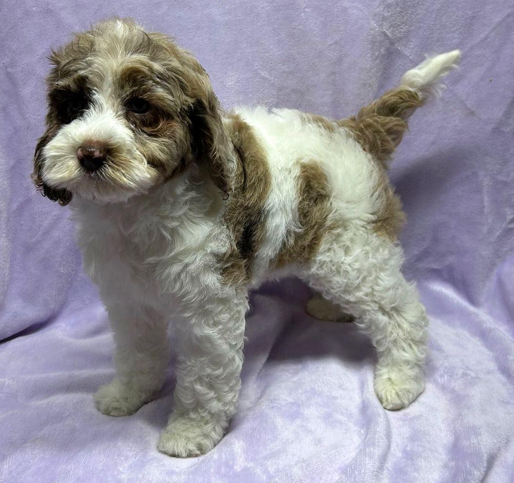 CLOVER (ohiosdrescue@gmail.com), ADOPTABLE, Puppy Female Cockapoo.