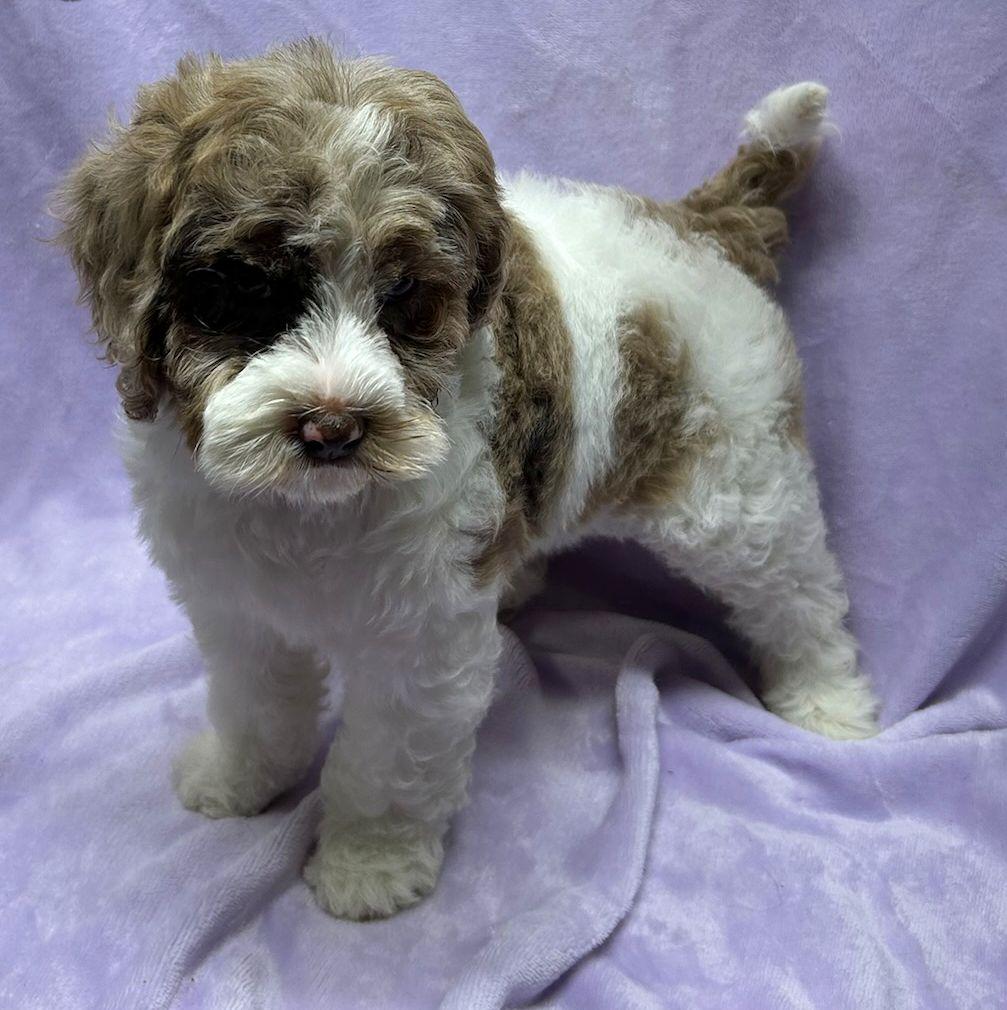 Enlarge CLOVER (ohiosdrescue@gmail.com), a ADOPTABLE Cockapoo in Rossford, OH image 2/5