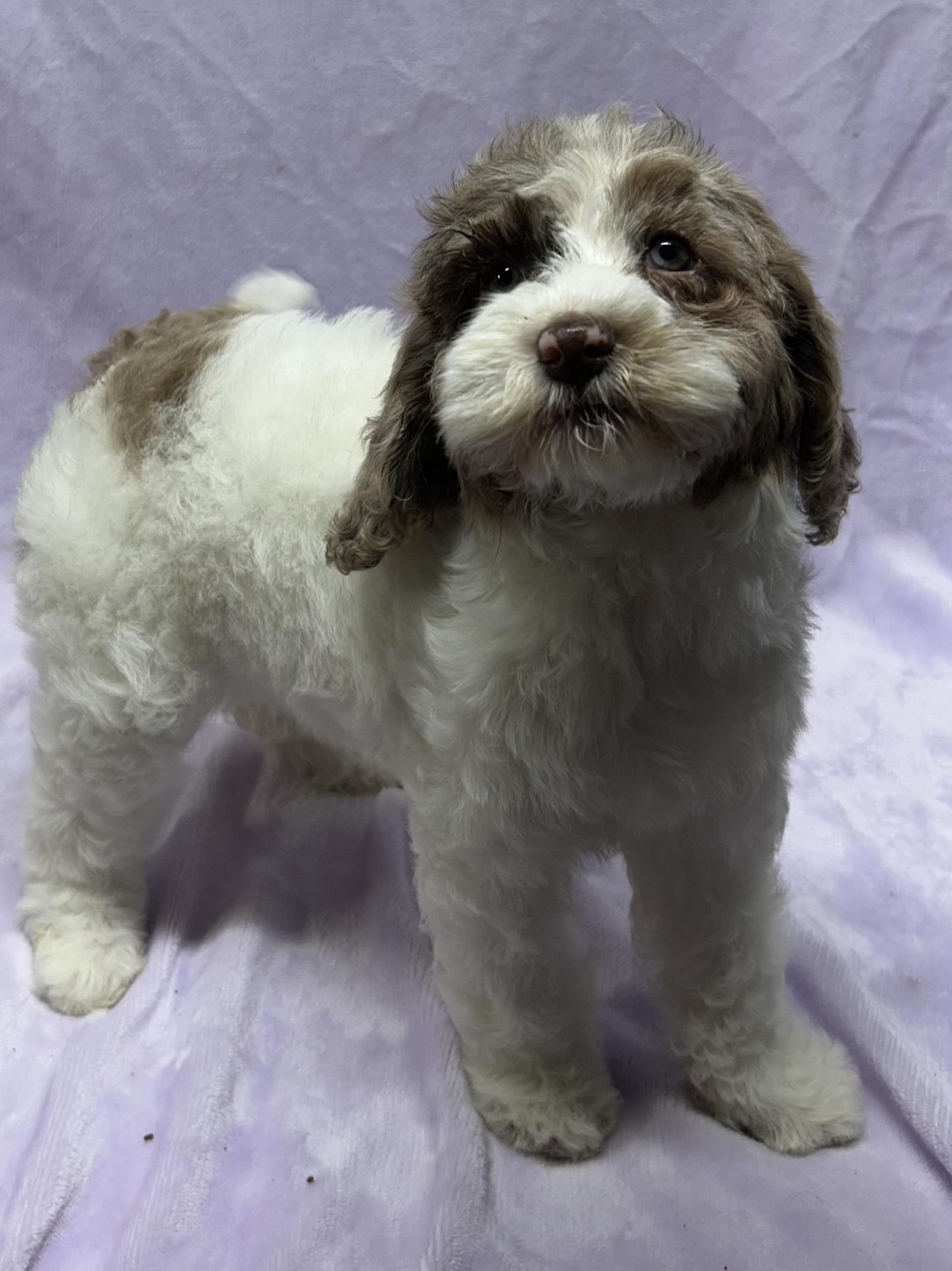 Enlarge CLOVER (ohiosdrescue@gmail.com), a ADOPTABLE Cockapoo in Rossford, OH image 4/5