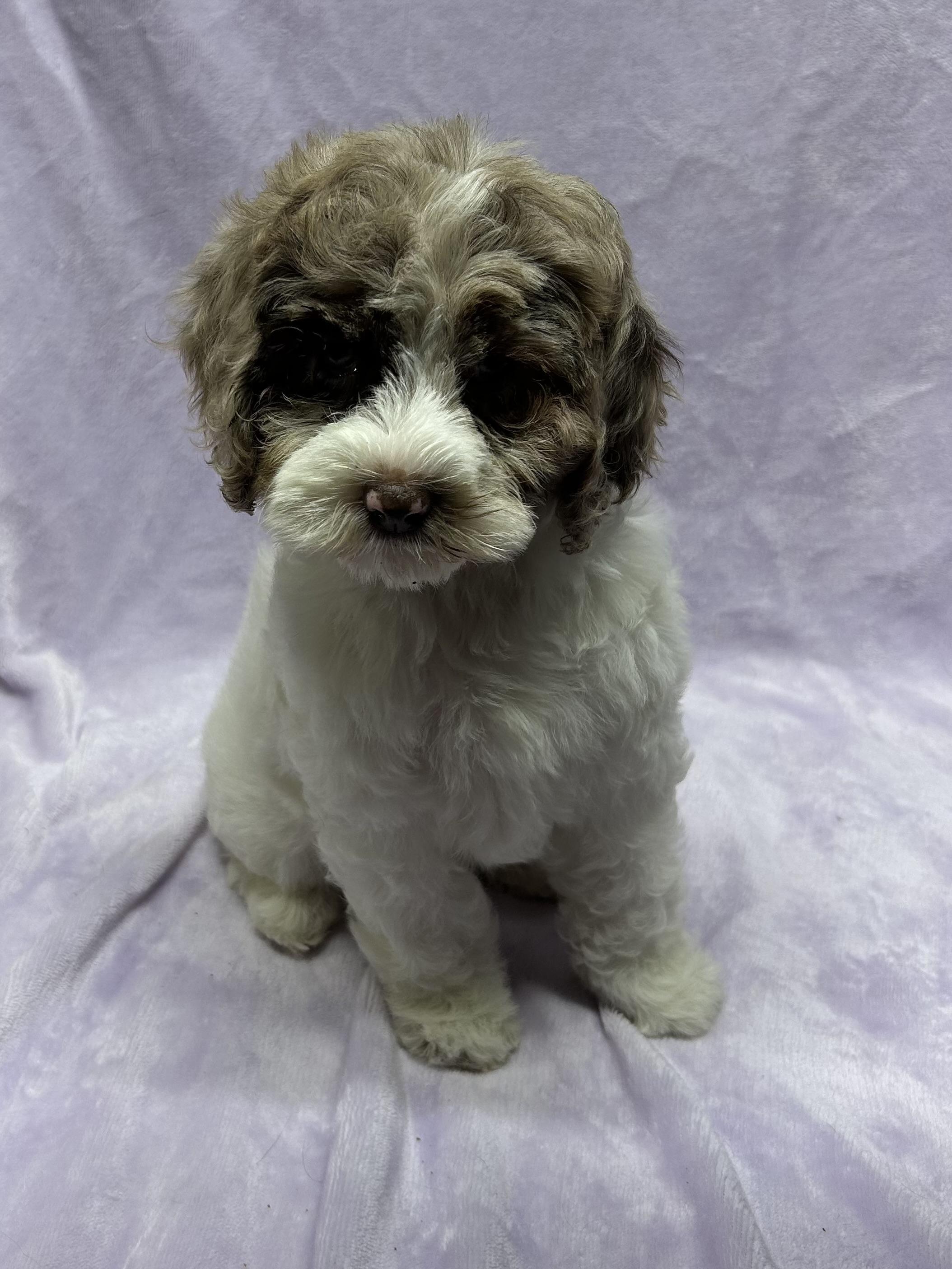Enlarge CLOVER (ohiosdrescue@gmail.com), a ADOPTABLE Cockapoo in Rossford, OH image 3/5