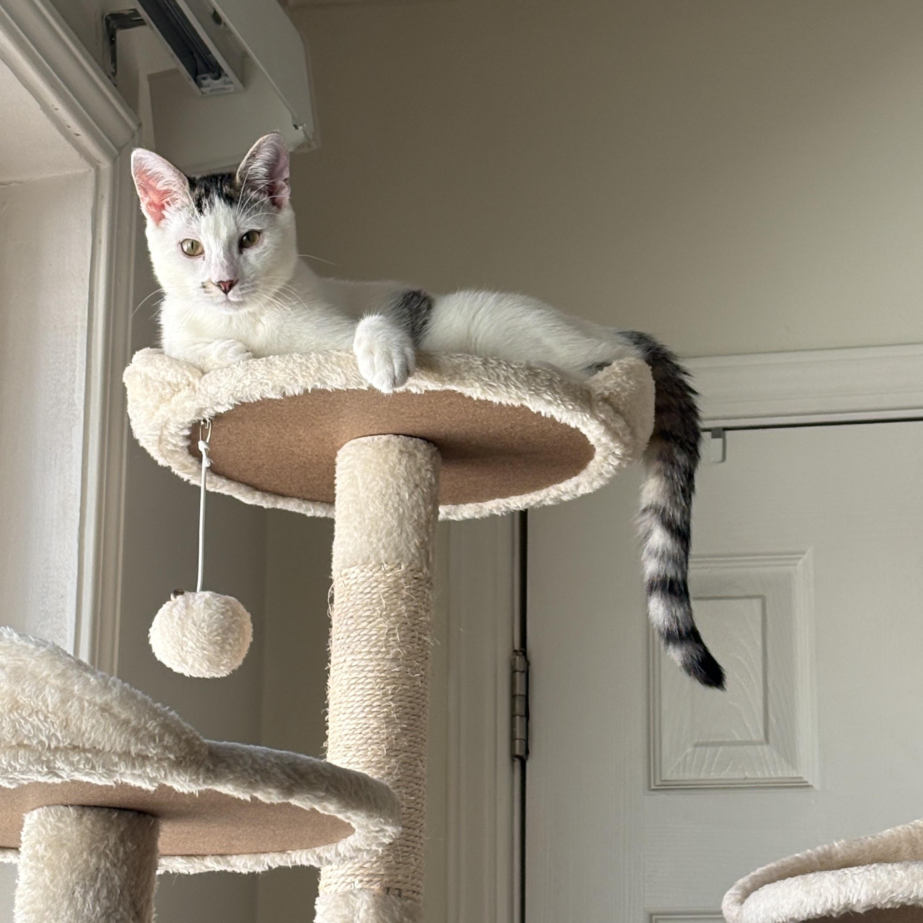 Linden, ADOPTABLE, Young Male Domestic Short Hair.