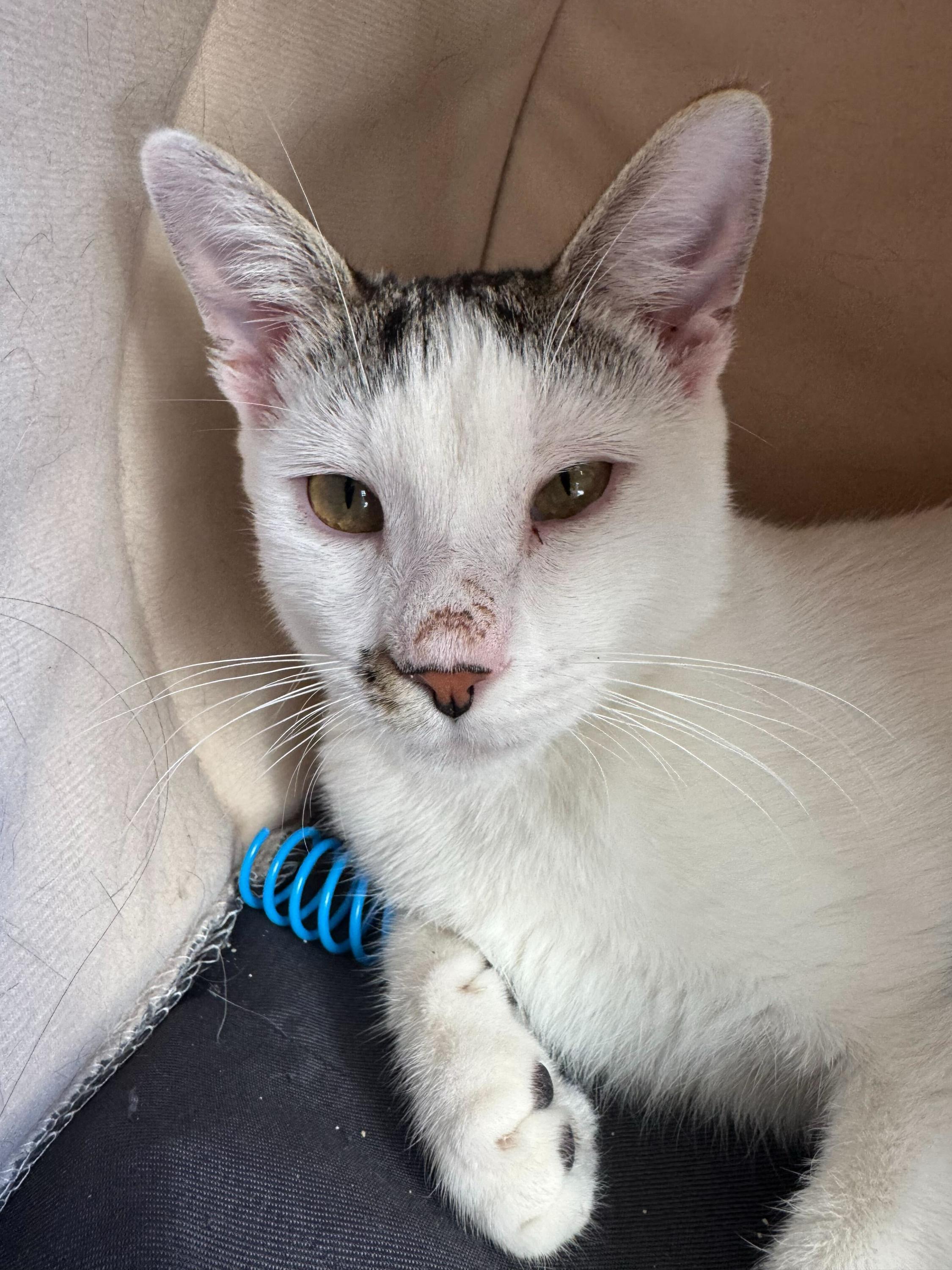 Linden, a ADOPTABLE Domestic Short Hair in Pacific Palisades, CA image 2/2