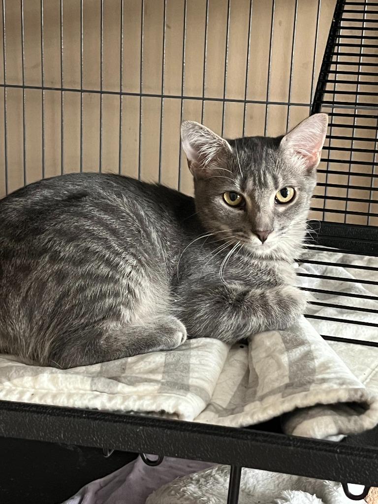 Willow, Adoptable, Young Female Domestic Short Hair.