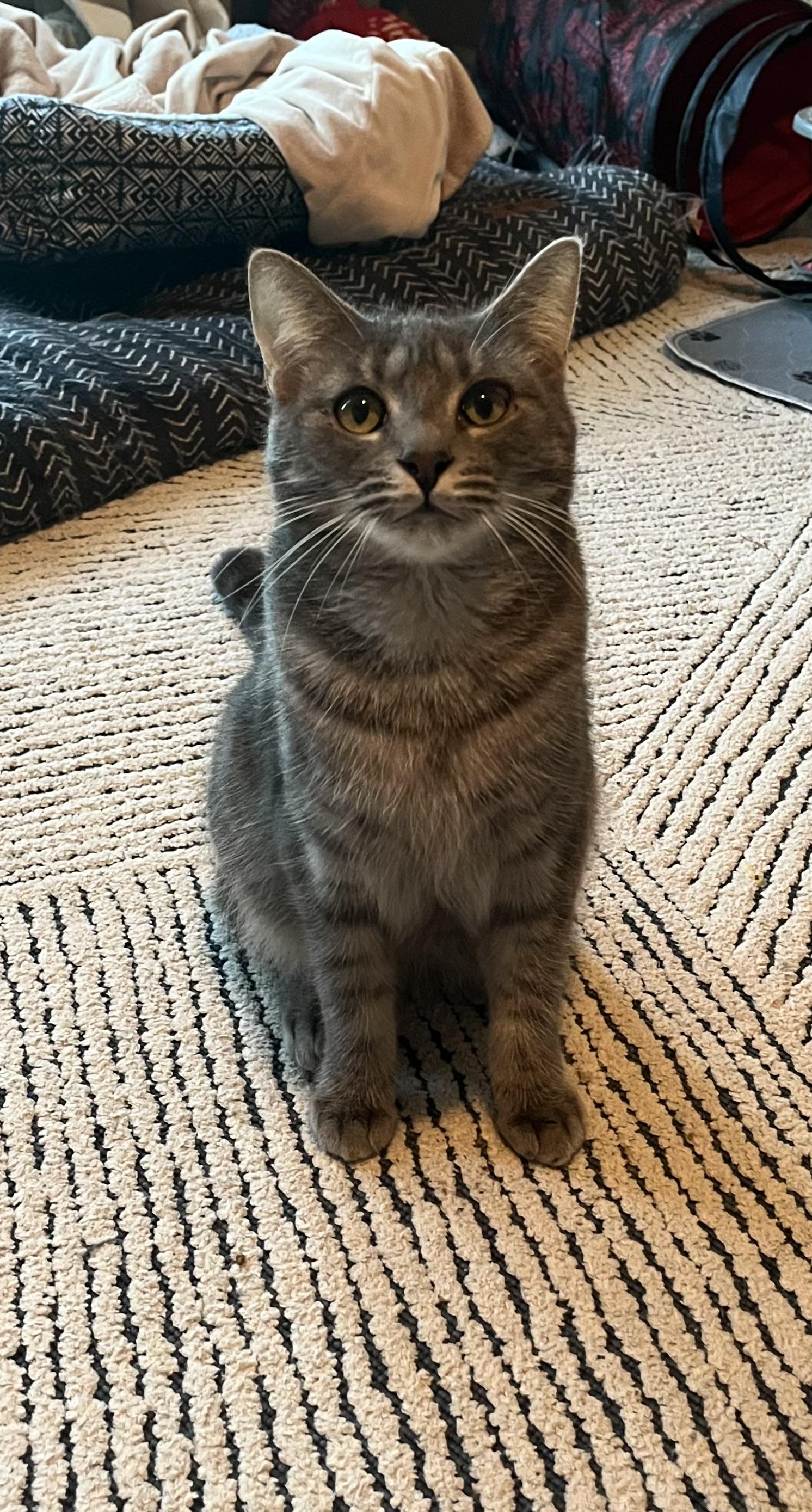 Willow, an adoptable Domestic Short Hair in Grovetown, GA, 30813 | Photo Image 2