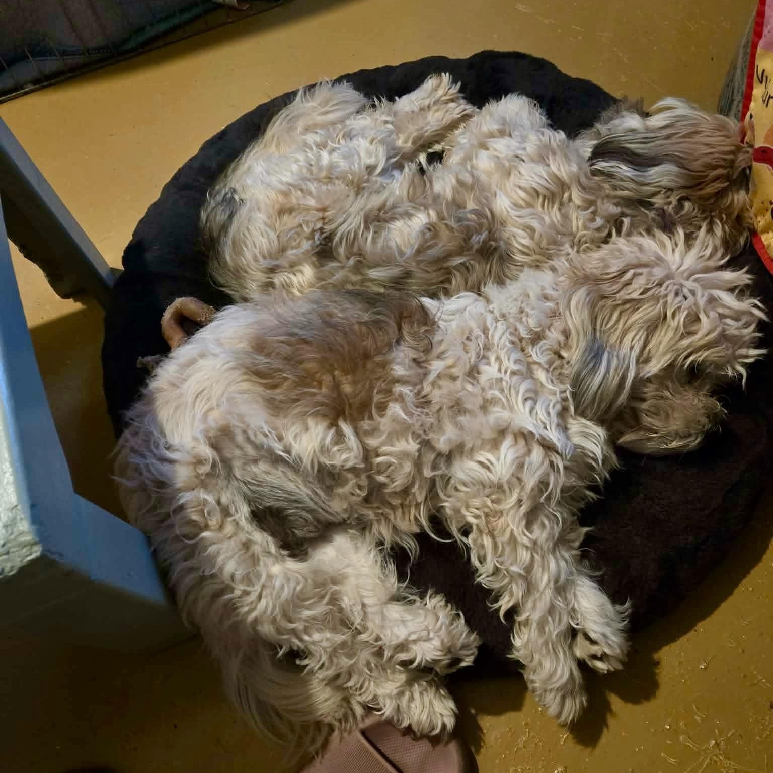 Daisy & Mimi *Bonded Pair* — thumbnail 5