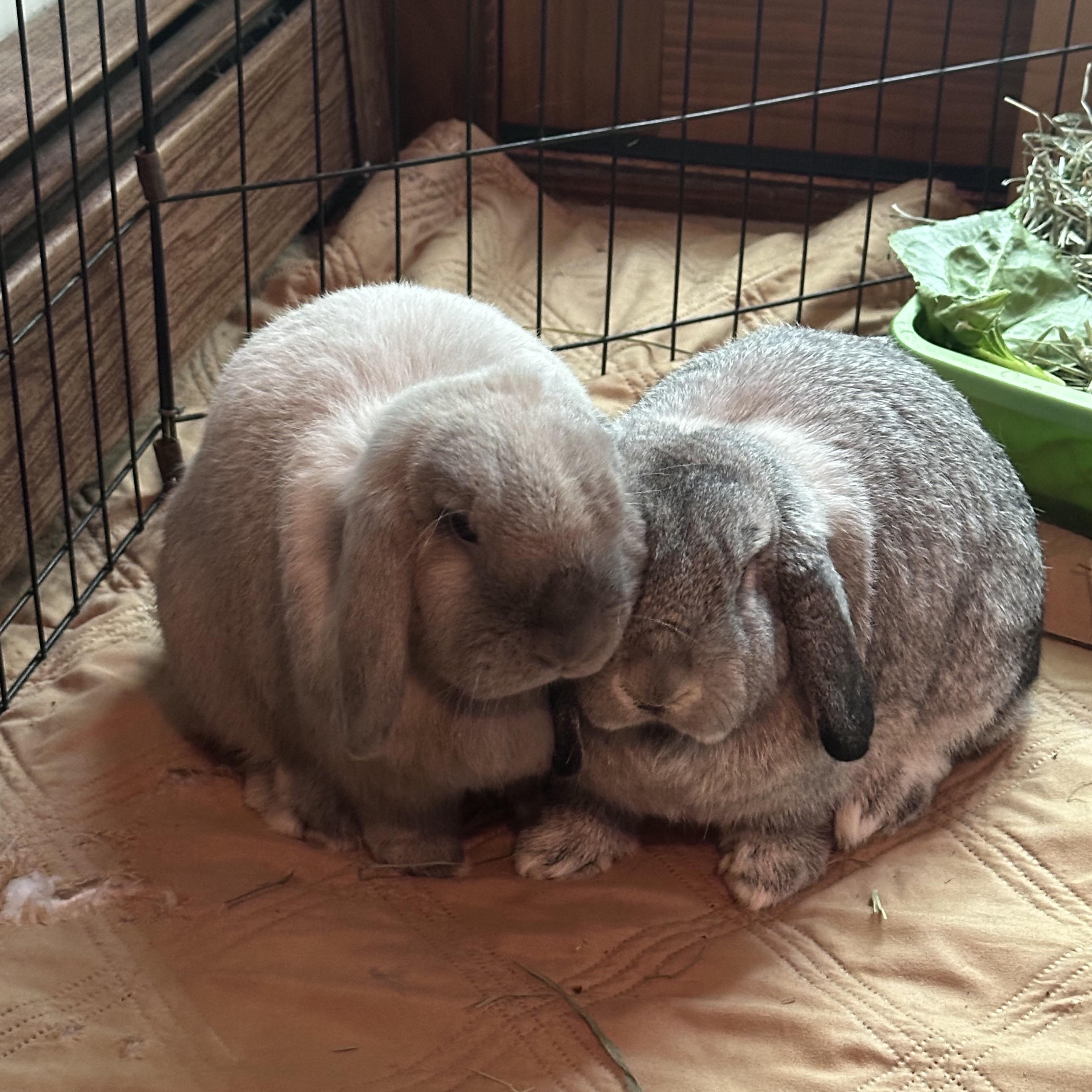 Milo & Leo, Young Male Holland Lop