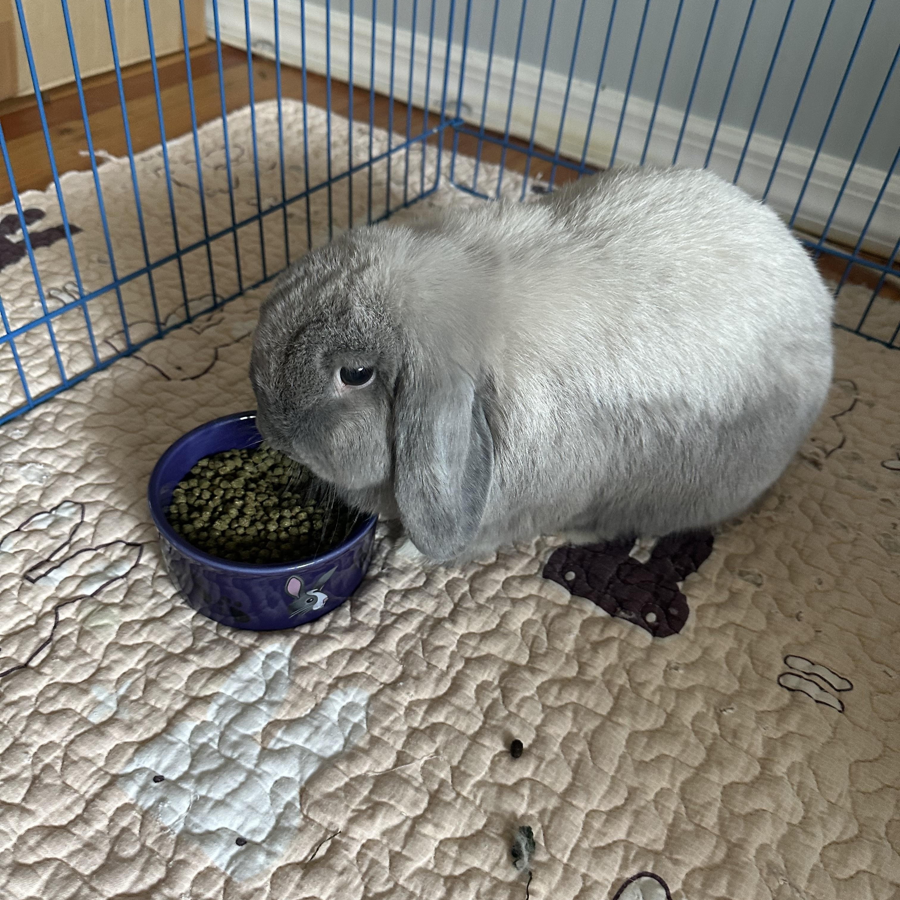 Enlarge Milo & Leo, a Adoptable Holland Lop in Brick, NJ image 2/4