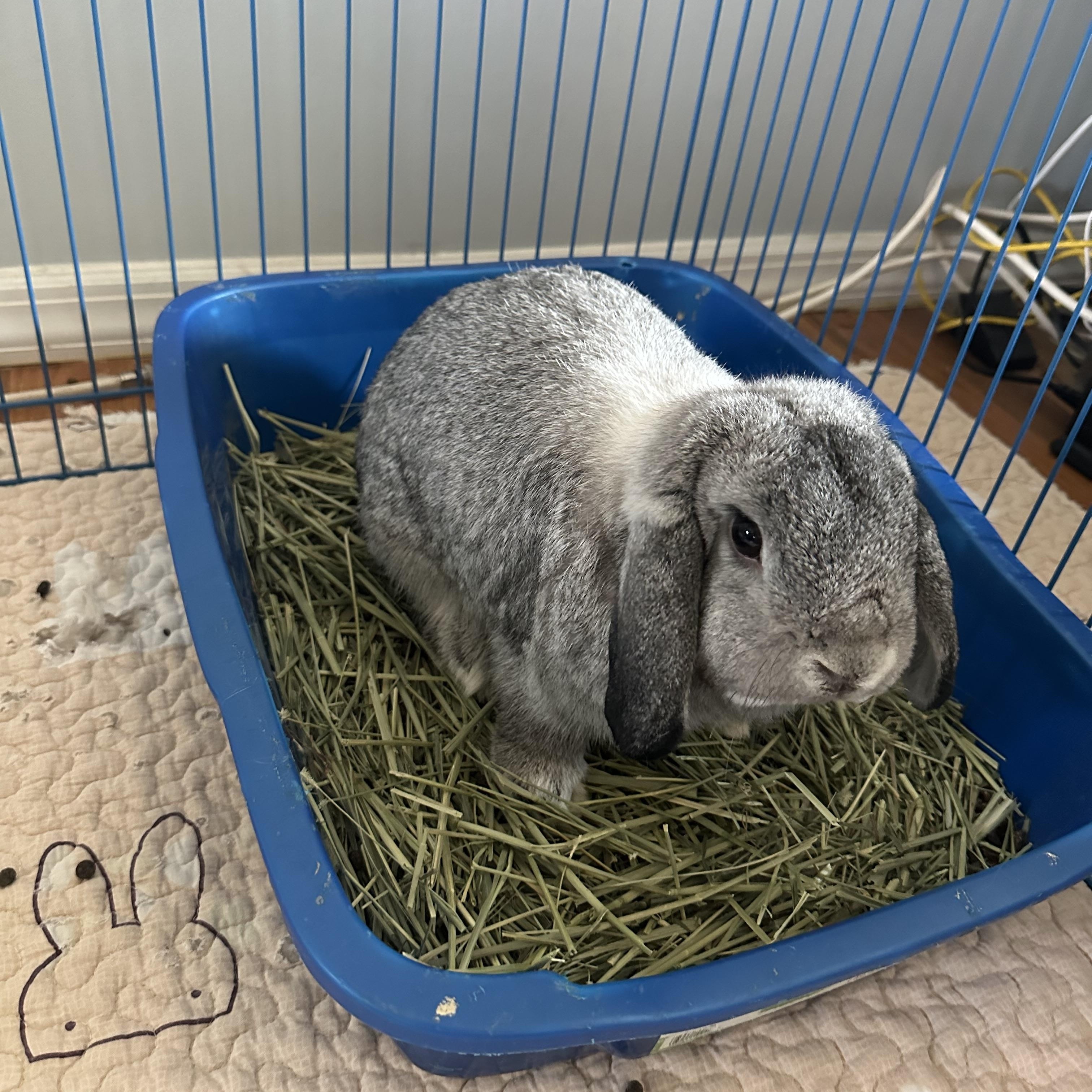 Enlarge Milo & Leo, a Adoptable Holland Lop in Brick, NJ image 3/4