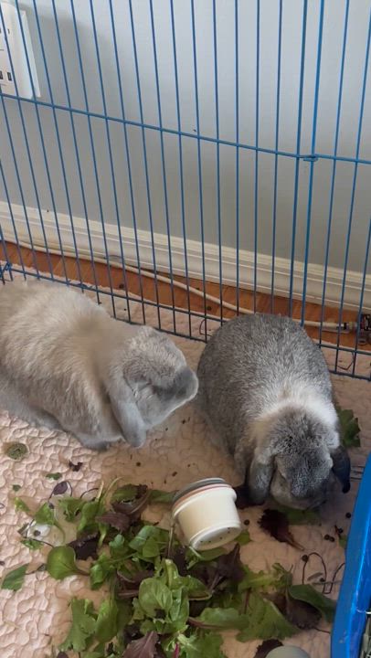 Enlarge Milo & Leo, a Adoptable Holland Lop in Brick, NJ video 4/4
