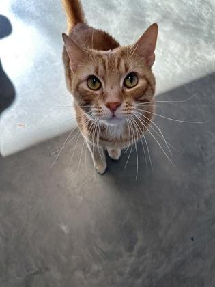 Toby G, adoptable, Adult Male Domestic Short Hair.