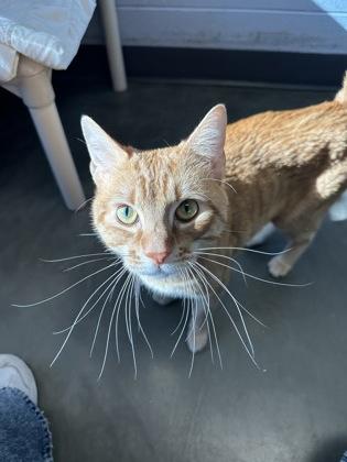 Toby G, an adoptable mixed breed in DeKalb, IL image 2/4