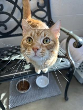 Toby G, an adoptable mixed breed in DeKalb, IL image 3/4