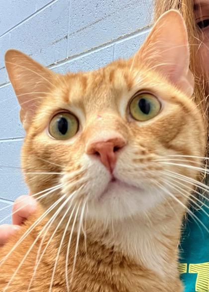 Toby G, an adoptable mixed breed in DeKalb, IL image 4/4