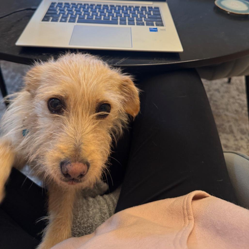 Trinket — thumbnail 2