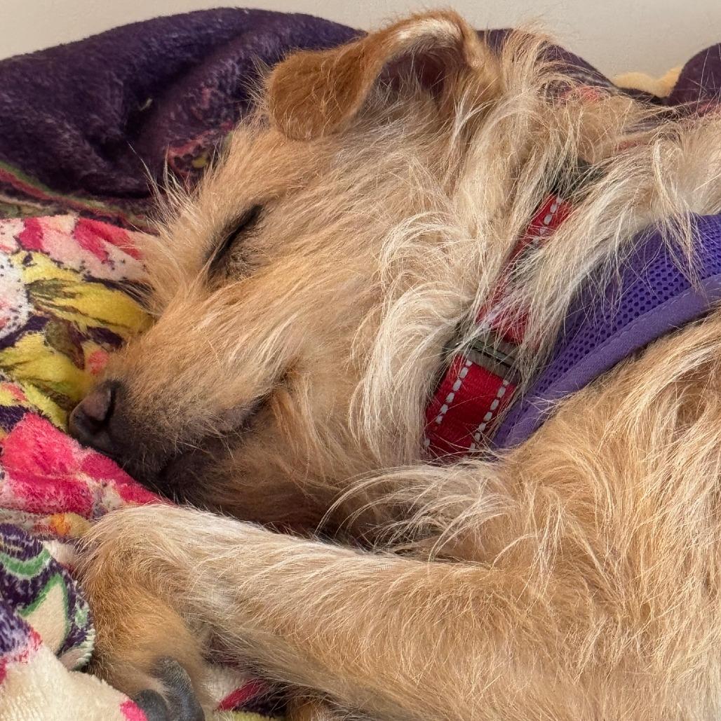 Trinket — thumbnail 5