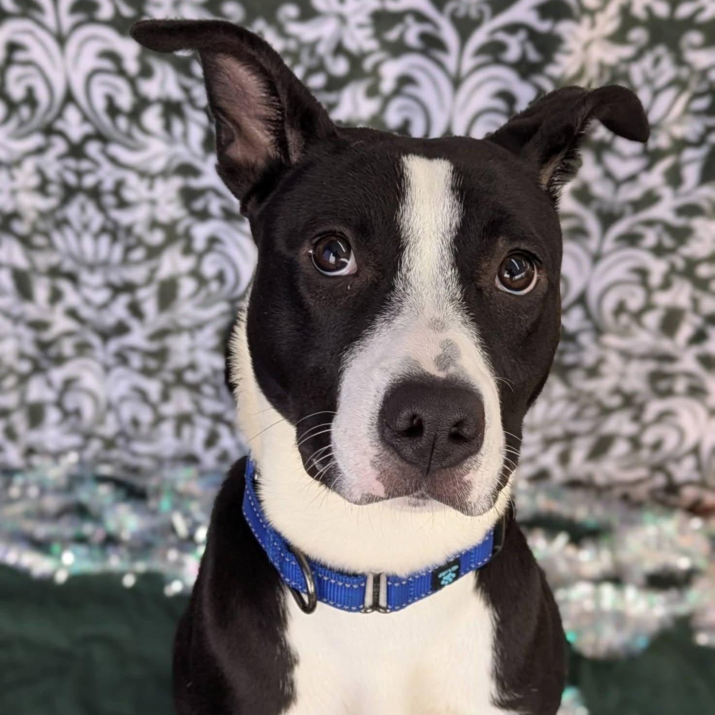 Susie, ADOPTABLE, Young Female Terrier.