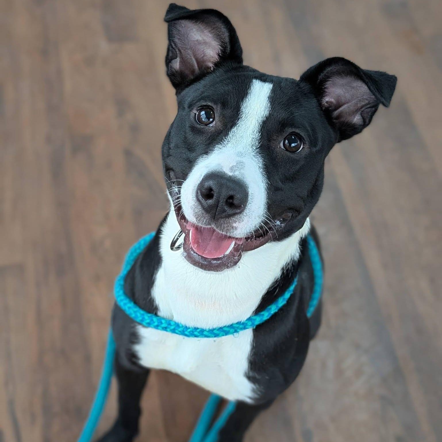 Susie, ADOPTABLE, Young Female Terrier.