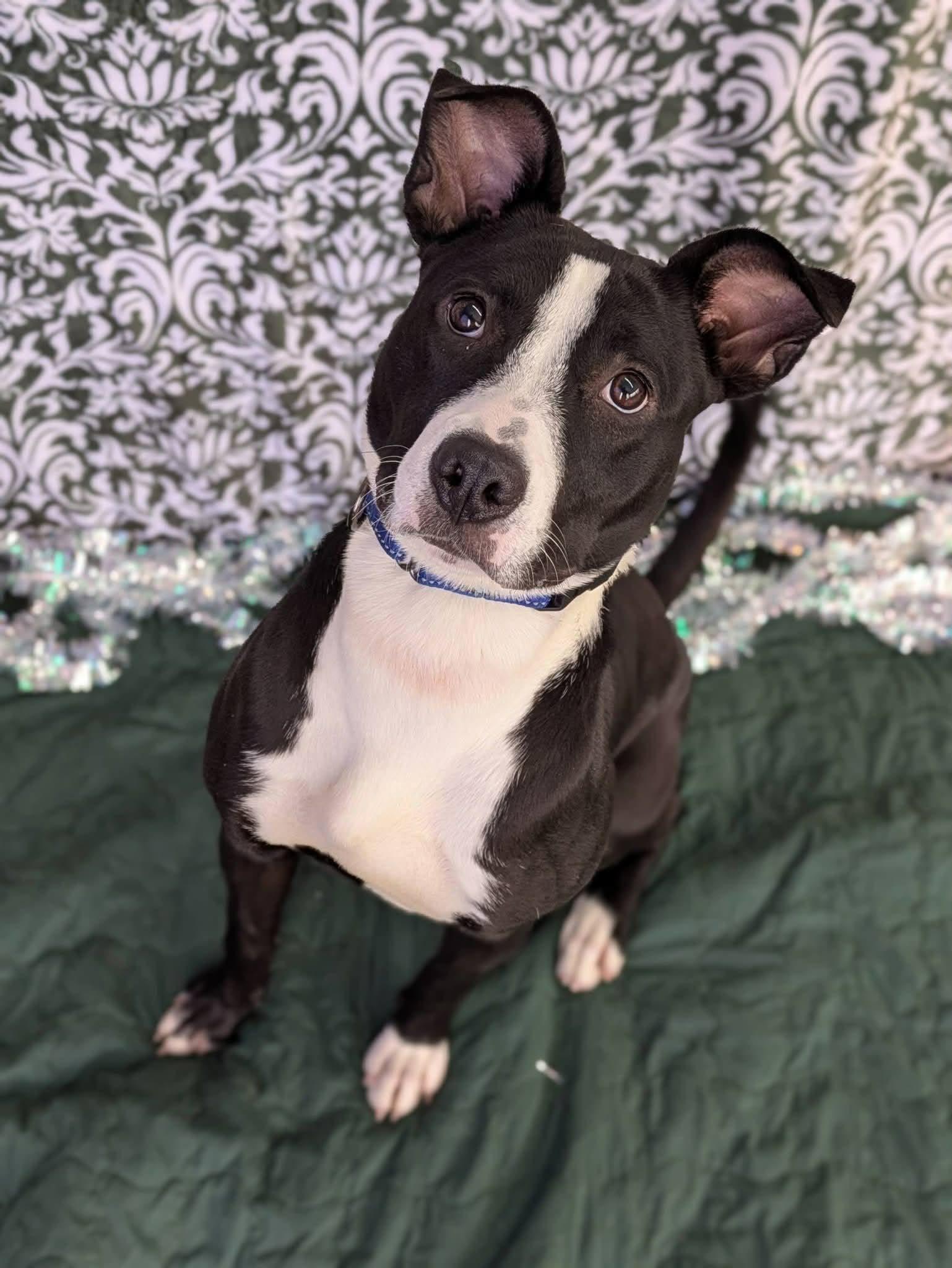 Susie, a ADOPTABLE Terrier in North Syracuse, NY image 2/2