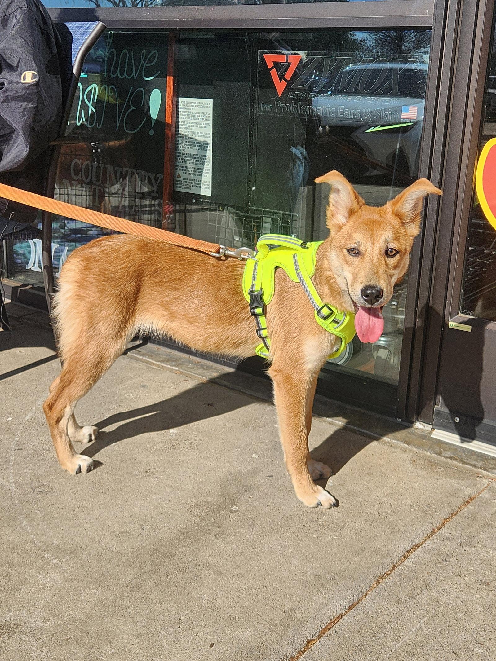 Daisy, Adopted, Young Female Mixed Breed.