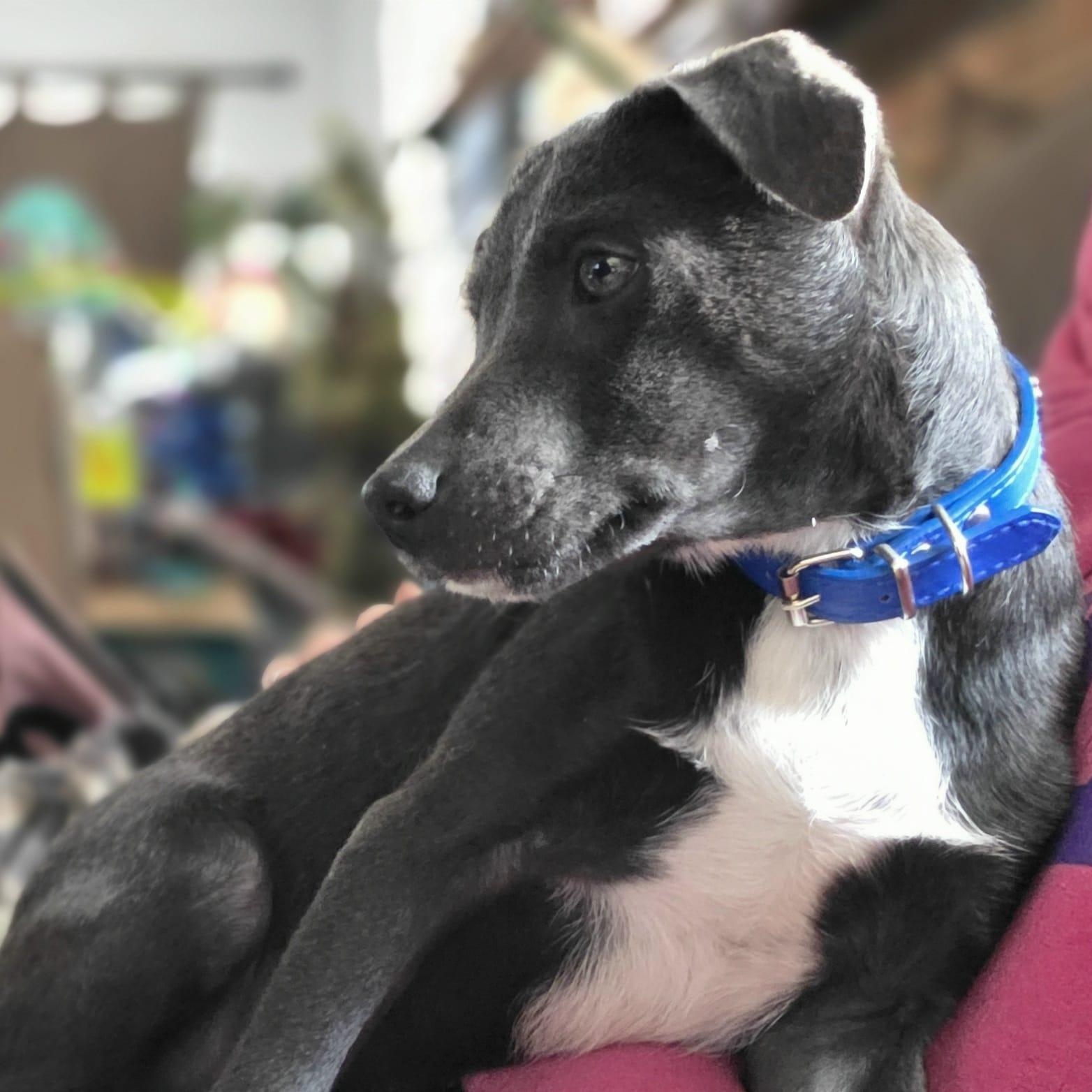 Enlarge Lancelot, a ADOPTABLE mixed breed in Annapolis, MD image 3/4