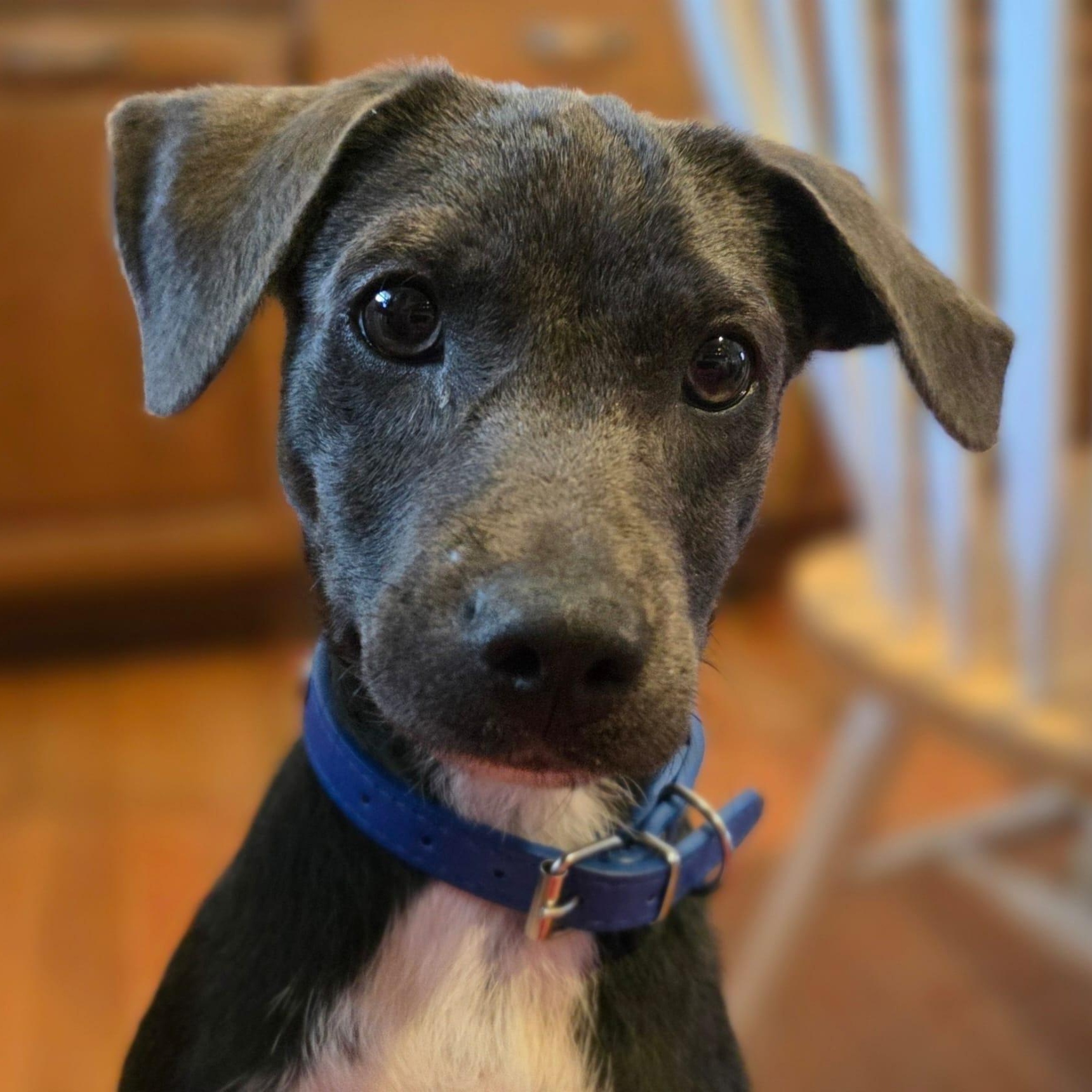 Enlarge Lancelot, a ADOPTABLE mixed breed in Annapolis, MD image 2/4