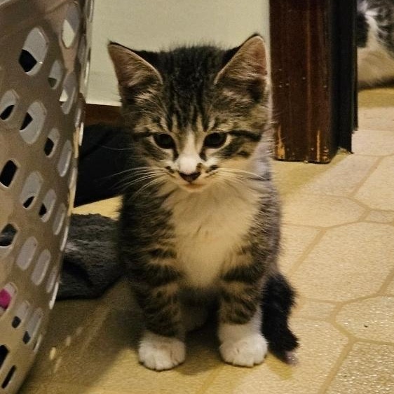 Enlarge Gizmo, a ADOPTABLE Domestic Short Hair in Waverly, IA image 6/6