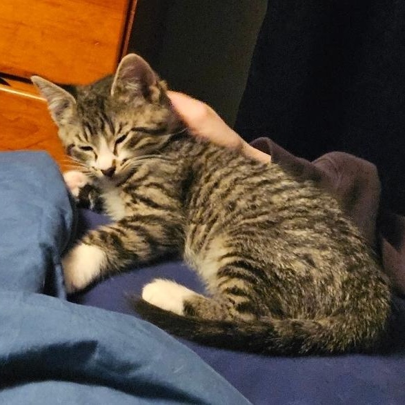 Enlarge Gizmo, a ADOPTABLE Domestic Short Hair in Waverly, IA image 4/6