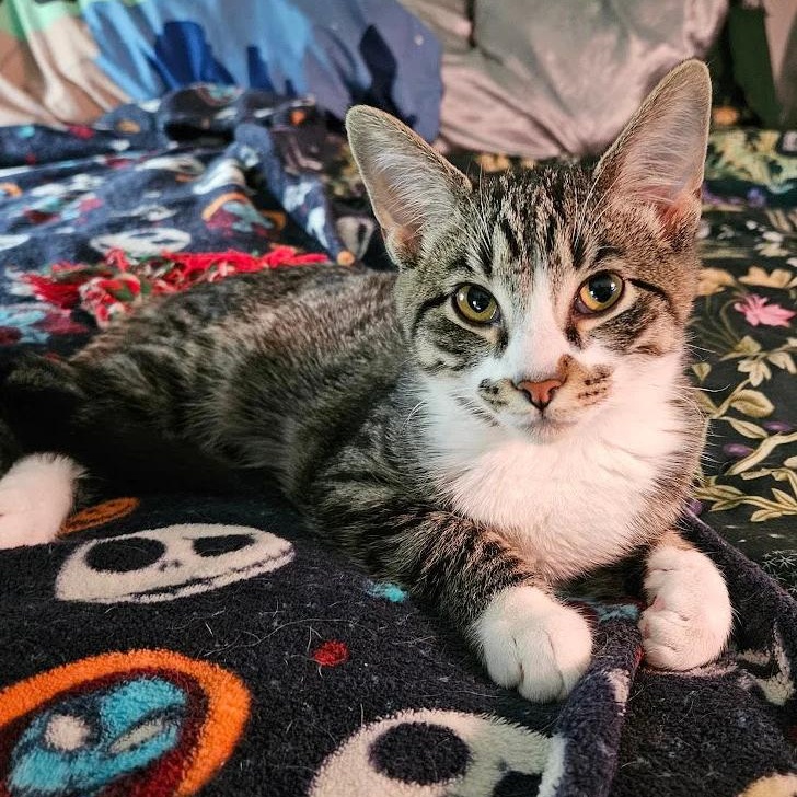 Gizmo, adoptable, Kitten Male Domestic Short Hair.