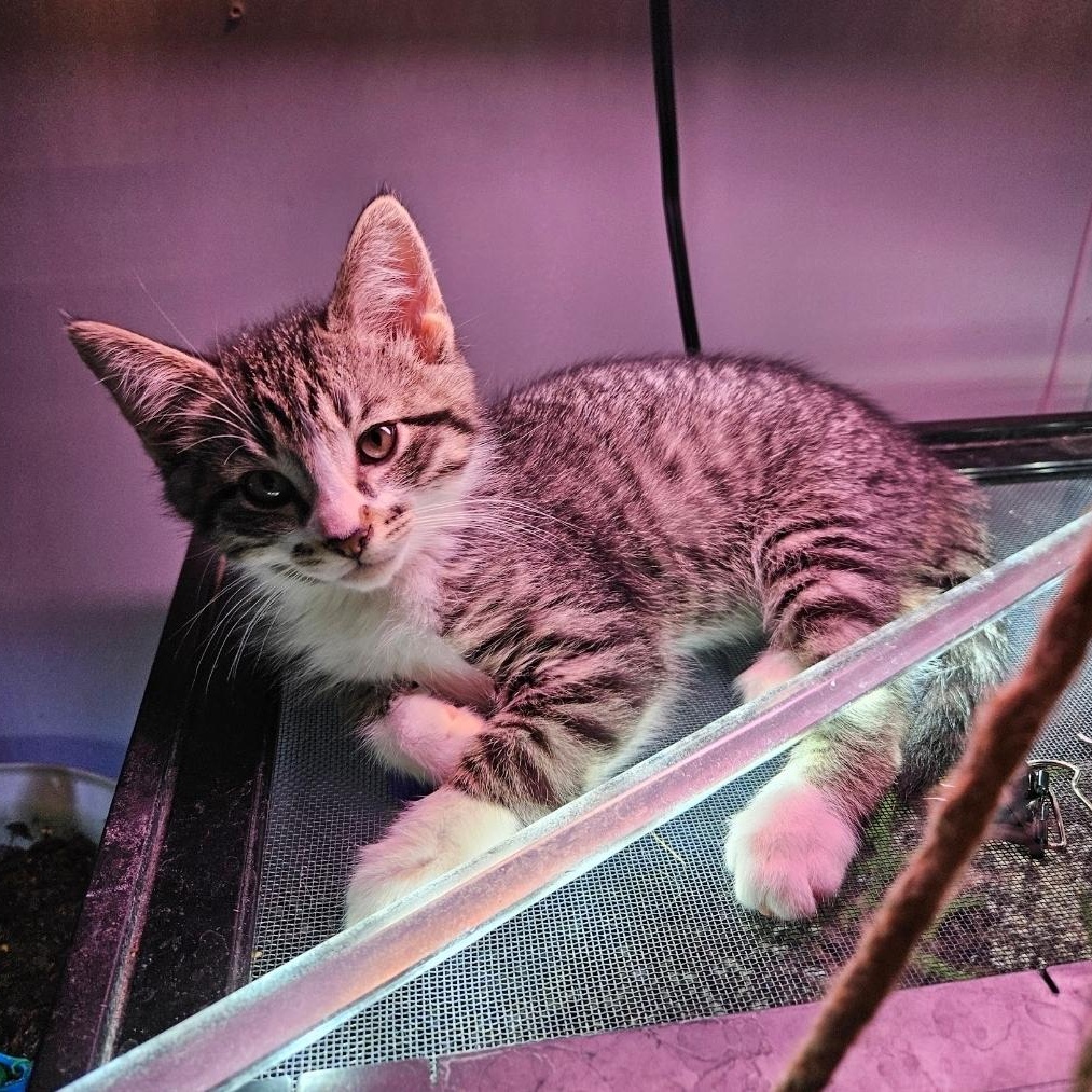 Enlarge Gizmo, a ADOPTABLE Domestic Short Hair in Waverly, IA image 2/6