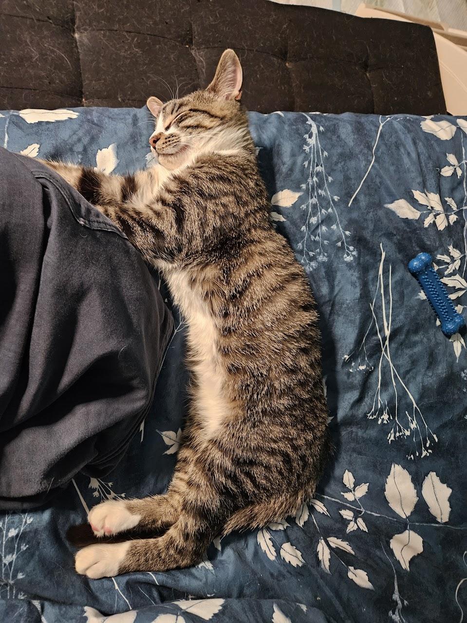 Enlarge Gizmo, an adoptable Domestic Short Hair in Waverly, IA image 2/6
