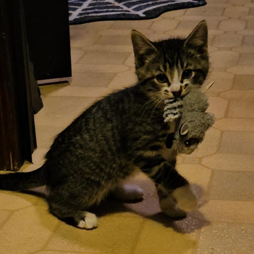 Enlarge Gizmo, a ADOPTABLE Domestic Short Hair in Waverly, IA image 3/6