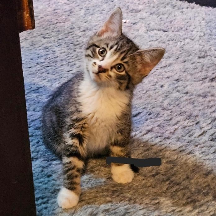 Gizmo, ADOPTABLE, Kitten Male Domestic Short Hair.